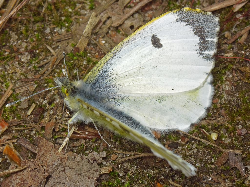 Anthocharis cardamines (Linnaeus, 1758)